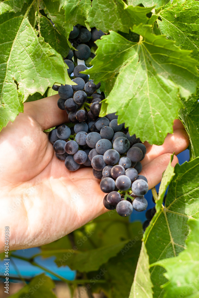 an agronomist examines the state of the grape harvest in the vineyard