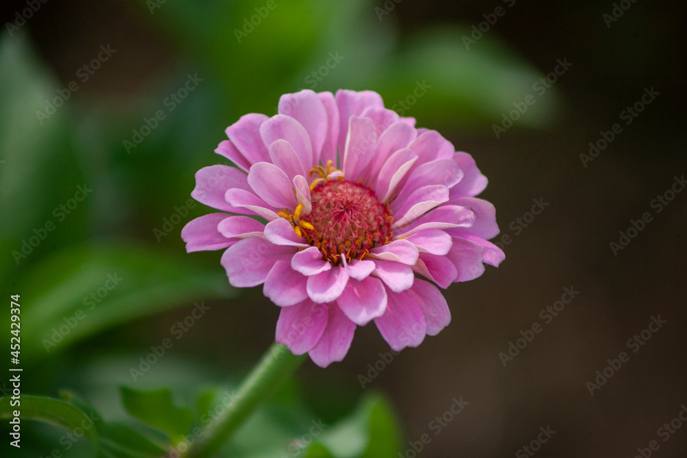 Obraz premium pink dahlia flower