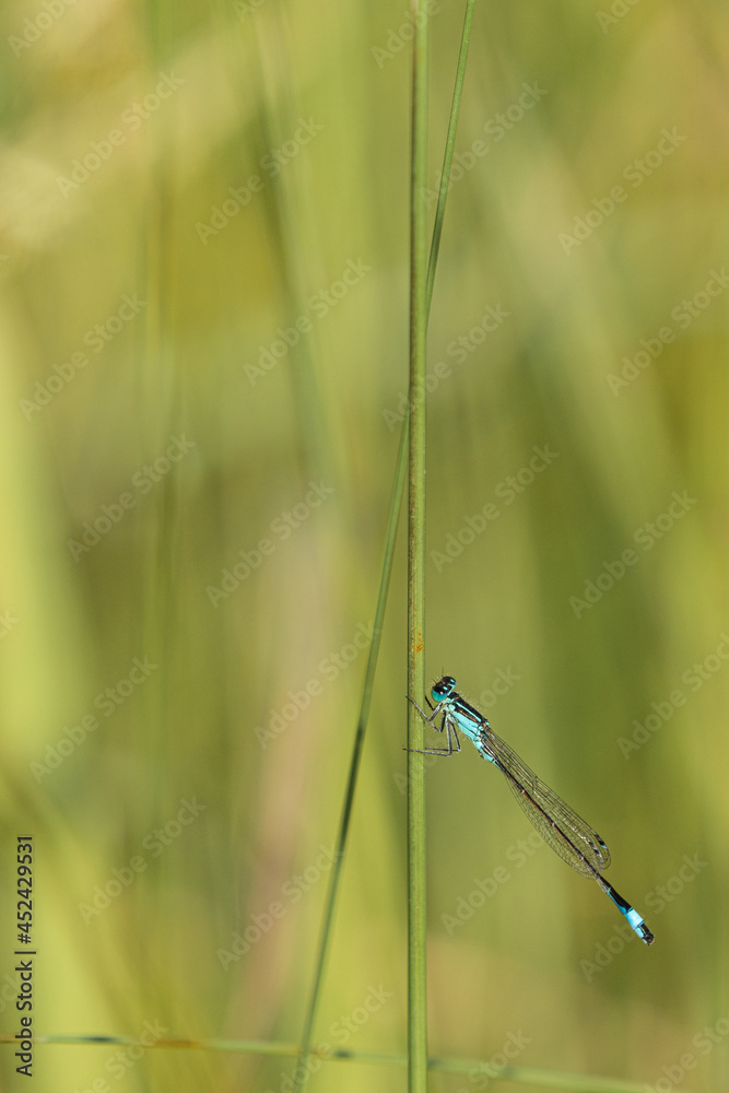 Agrion. Agrion.