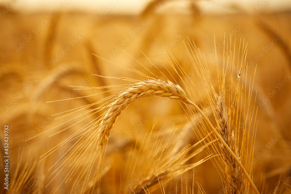 Wheat grain ear or rye ear close-up on a summer day in the field Wheat grain ear or rye ear close-up on a summer day in the field
