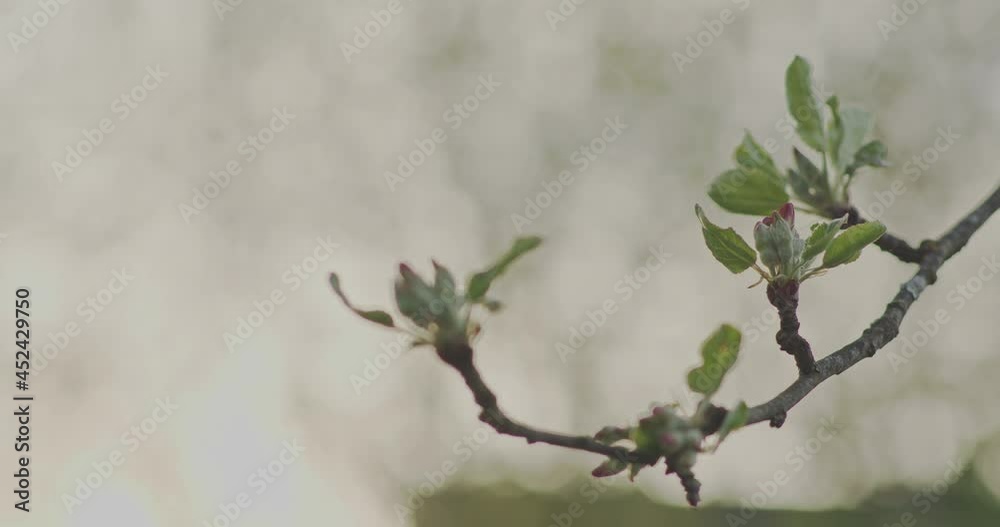 Close-up of apple buds blossoming in spring in sunlight Close-up of apple buds blossoming in spring in sunlight