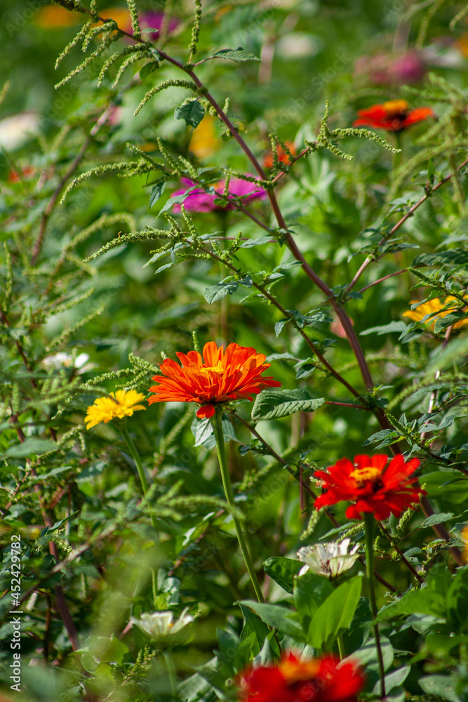 red and yellow flower red and yellow flower