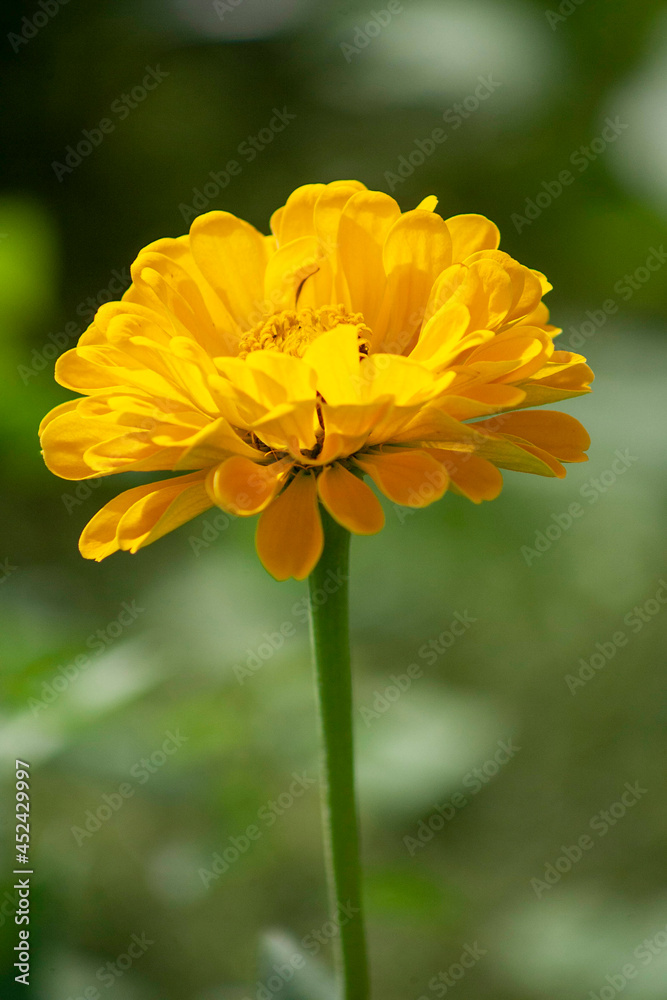 Fototapeta premium yellow flower in the garden