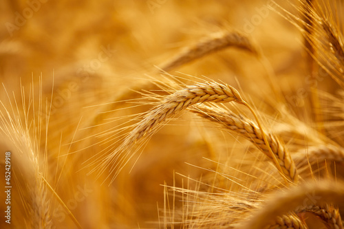 Wheat grain ear or rye ear close-up on a summer day in the field
