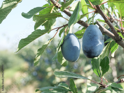 Ripe blue plums on a branch in the garden. Autumn harvest.