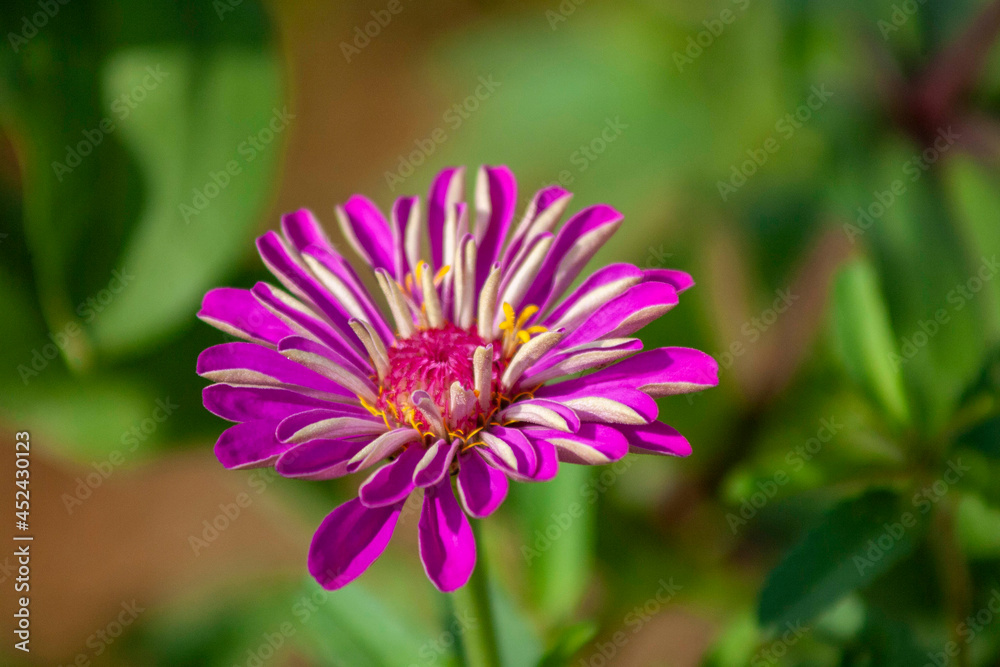 close up of a pink flower close up of a pink flower