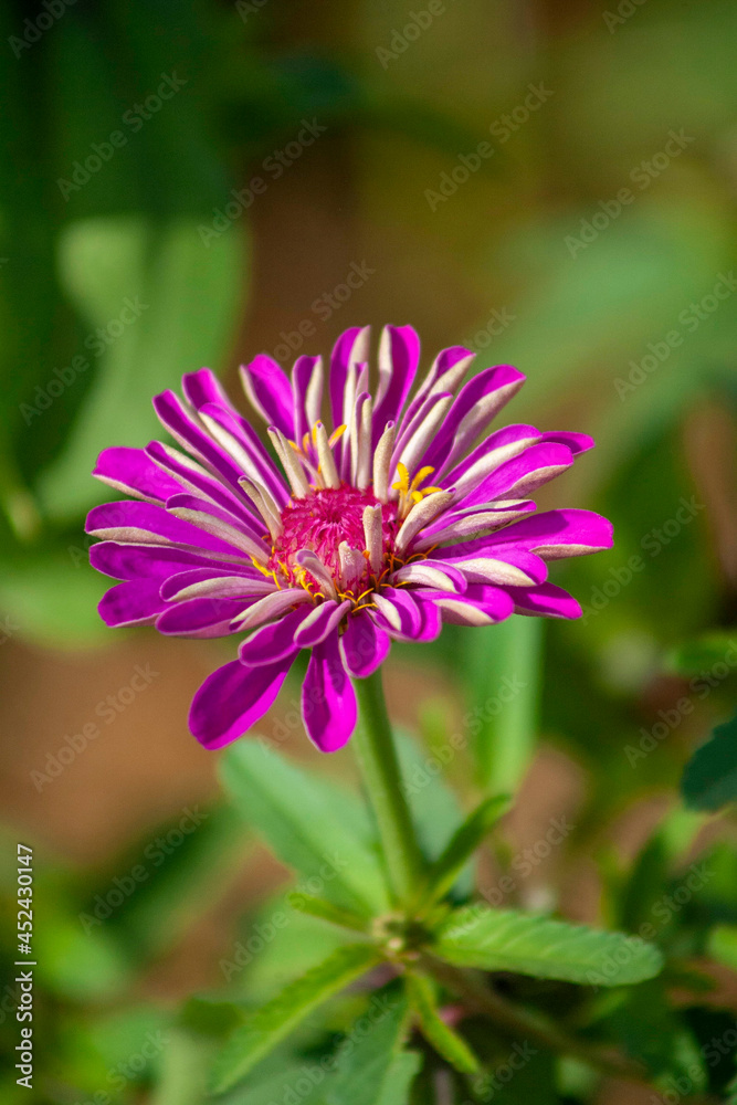 close up of a pink flower close up of a pink flower