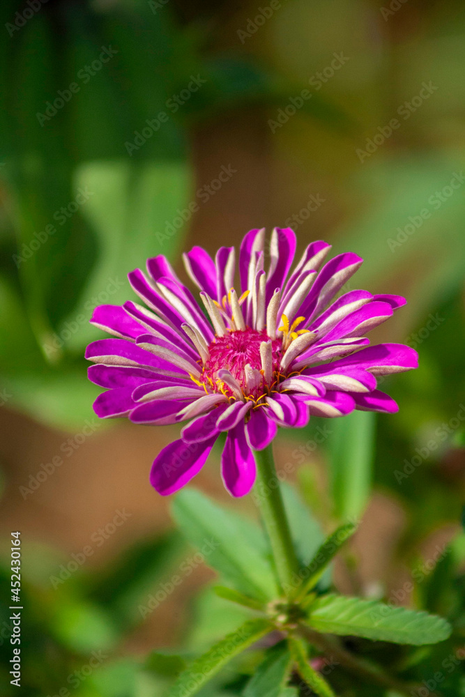 Obraz premium close up of a flower