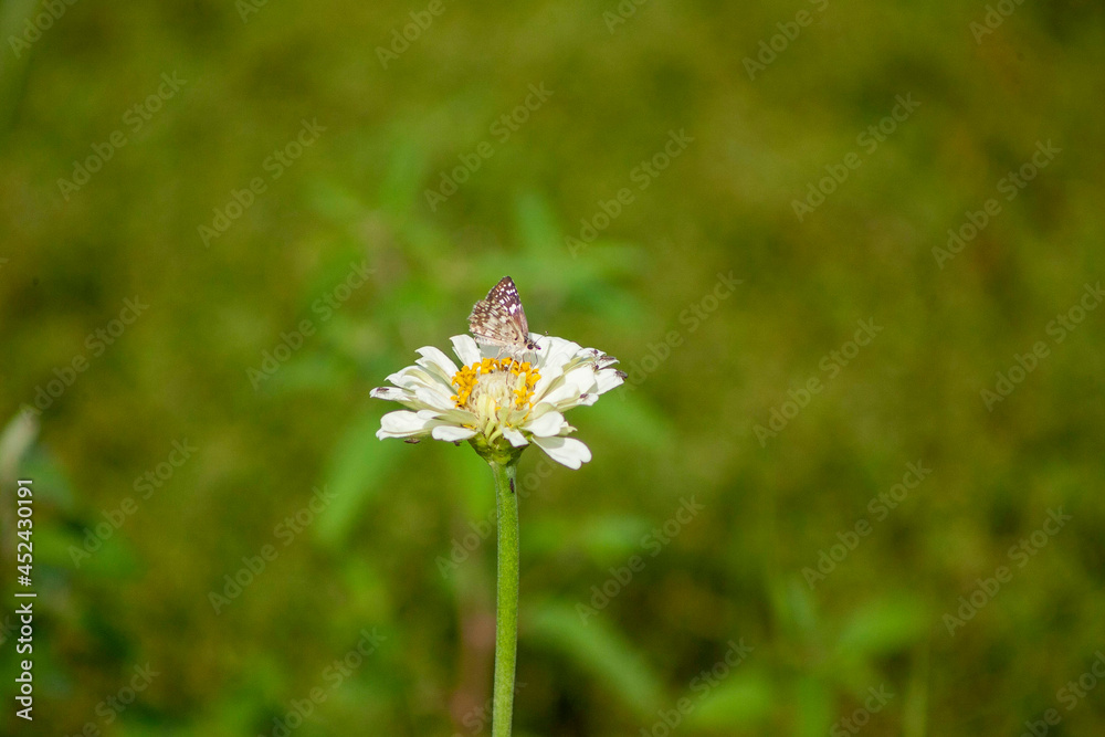 butterfly on a flower butterfly on a flower