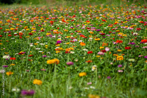 Field of flowers