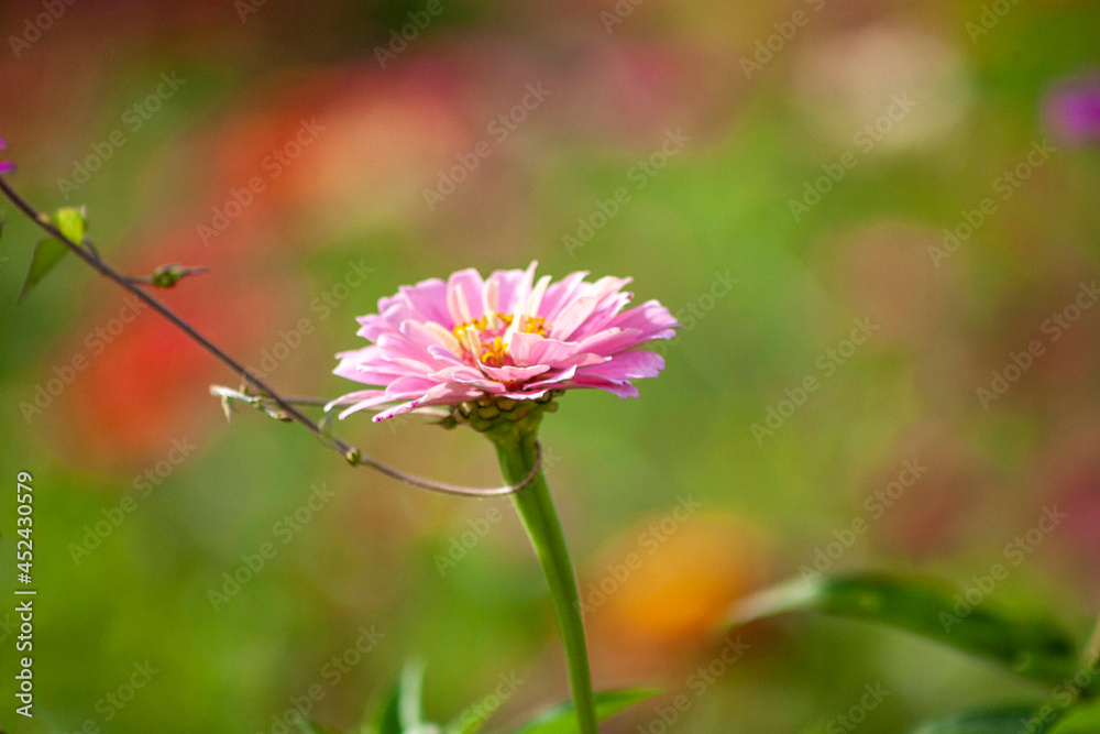 Obraz premium pink cosmos flower