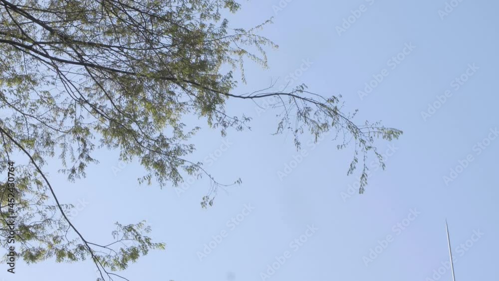 Green trees rustling by the wind under the blue sky in early summer in Canada Green trees rustling by the wind under the blue sky in early summer in Canada
