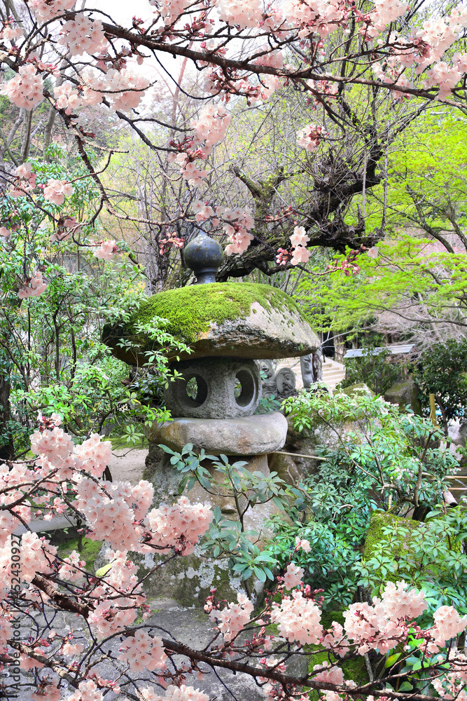 Old stone lantern and blooming sakura branches, Daishouin temple, Miyajima Island, Japan Old stone lantern and blooming sakura branches, Daishouin temple, Miyajima Island, Japan