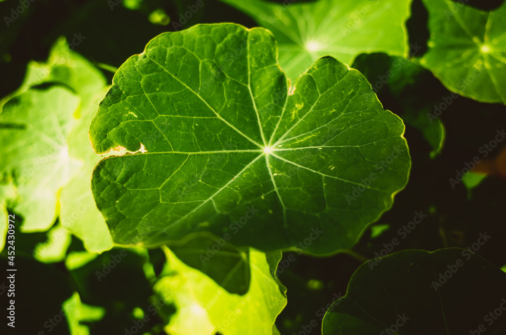 close up of green leaf close up of green leaf