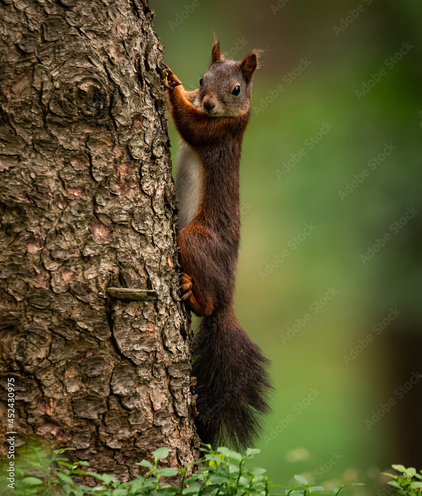 wiewiórka squirrel