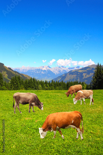 Four cows grazing in a mountain meadow in Alps mountains, Tirol, Austria