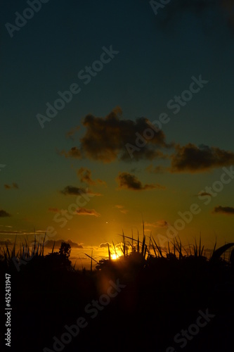 sunset sugarcane