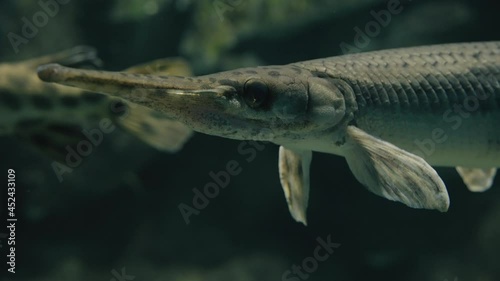 Elongated Mouth Of Spotted Gar Fish At Sendai Umino-Mori Aquarium In Miyagi, Japan. - Closeup photo