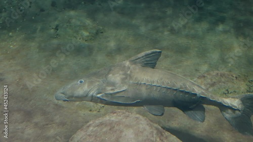 Sturgeon Fish Swimming At Sendai Umino-Mori Aquarium In Japan - close up photo