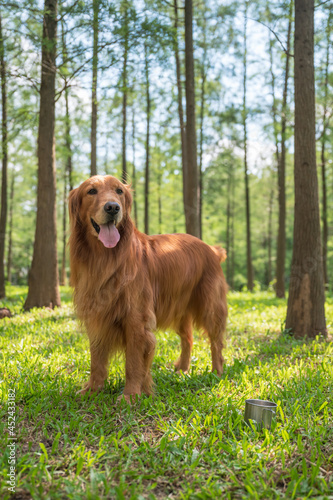 Golden Retriever playing in the woods