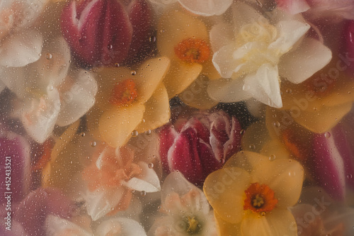 Fototapeta Naklejka Na Ścianę i Meble -  Beautiful aesthetic tulip and narcissus flowers background with water drops under glass surface