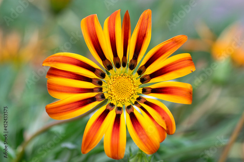 Gazania rigens splendens treasure flowers in bloom, orange yellow cultivated ornamental garden flowering plants