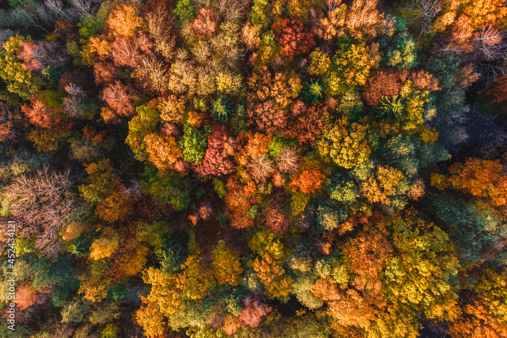 Autumn forest aerial drone view. Trees with colorful orange, red, yellow and green leaves. Fall landscape