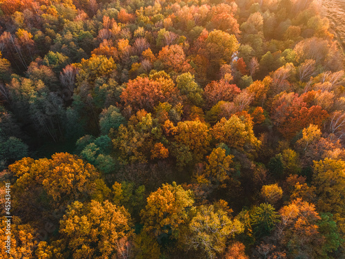Aerial view of autumn forest. Beautiful landscape with trees with green, red and orange leaves. View from drone © samael334