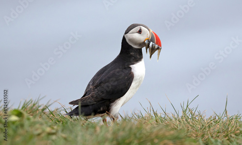 Puffin with sandeels on Iceland © michaklootwijk