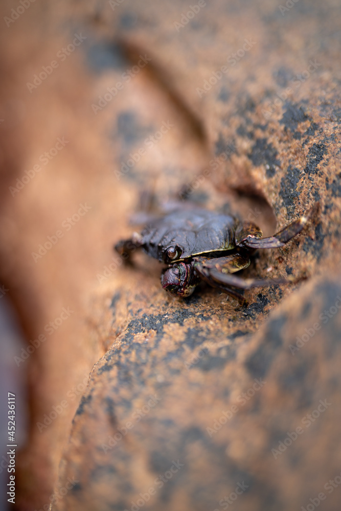 Obraz premium Mangrove crab: Episesarma versicolor