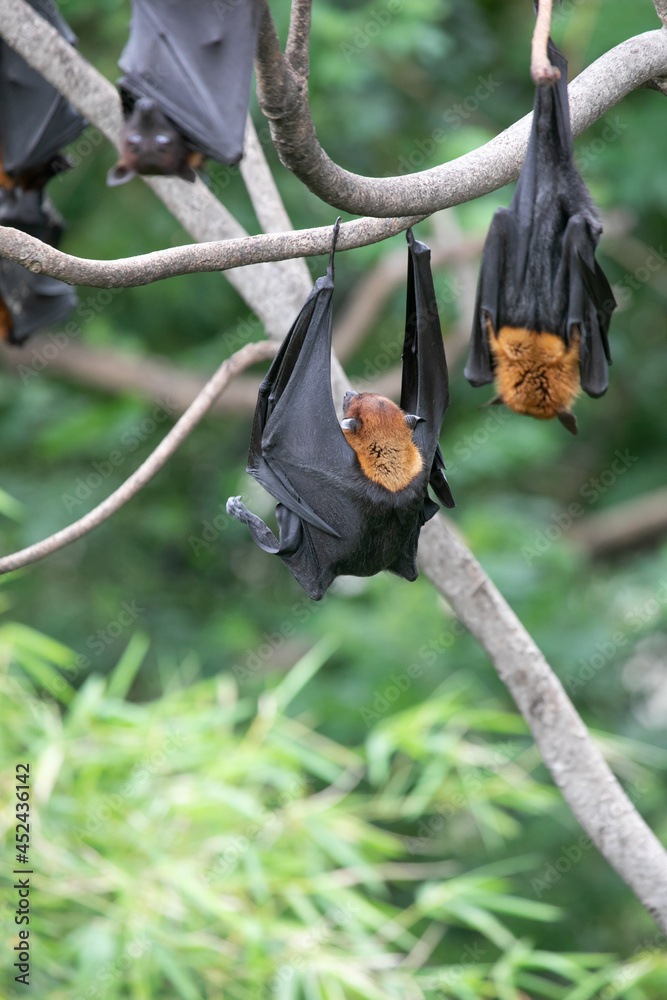 The bat sleeps on the tree during the day.