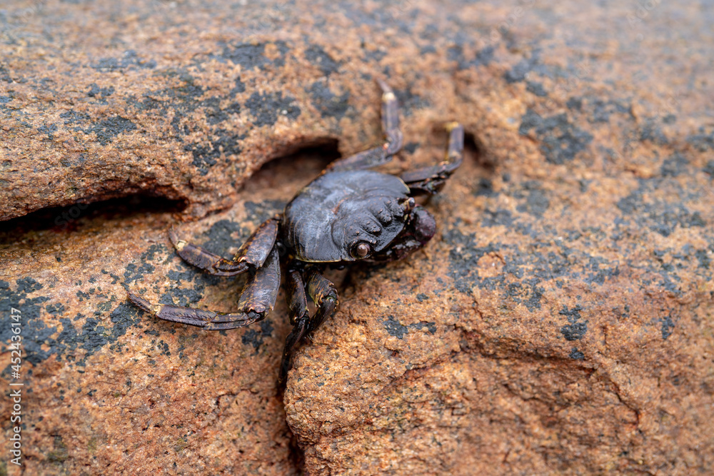 Mangrove crab: Episesarma versicolor
