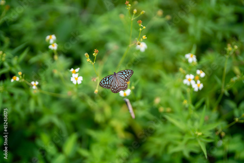 Butterfly: Ceylon Blue Glassy Tiger (Ideopsis similis) photo