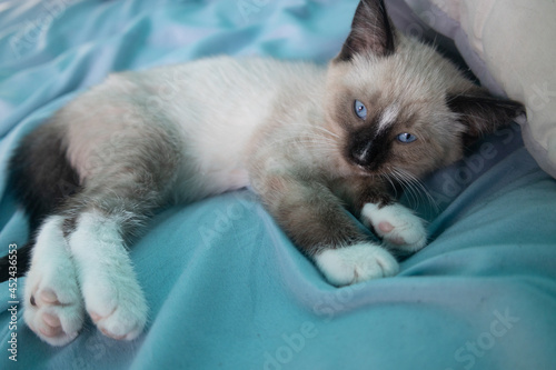 Ragdoll Siamese Kitten with Blue Eyes