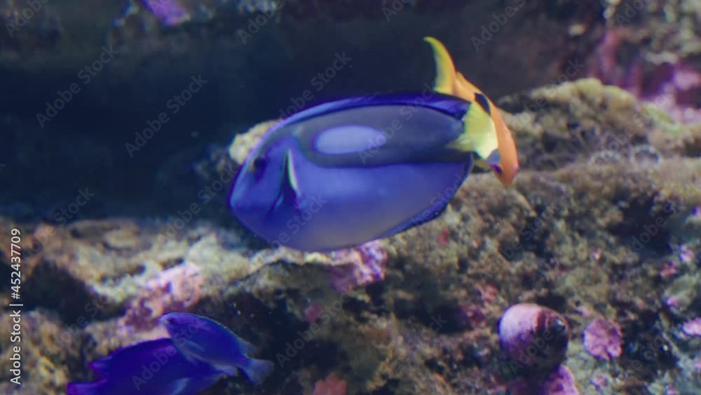 Blue Tang Fish At The Sendai Umino-Mori Aquarium In Japan - close up Blue Tang Fish At The Sendai Umino-Mori Aquarium In Japan - close up