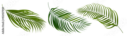 Coconut and palm tropical leaf of element vector set.