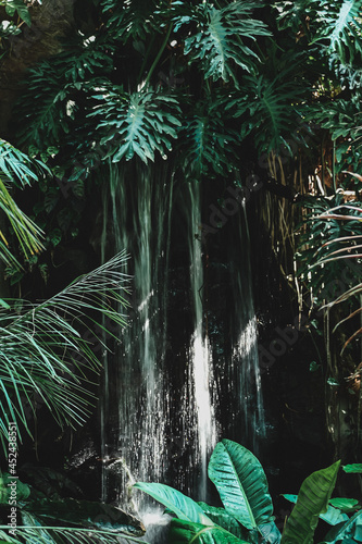 Fototapeta Naklejka Na Ścianę i Meble -  tropical jungle with trees