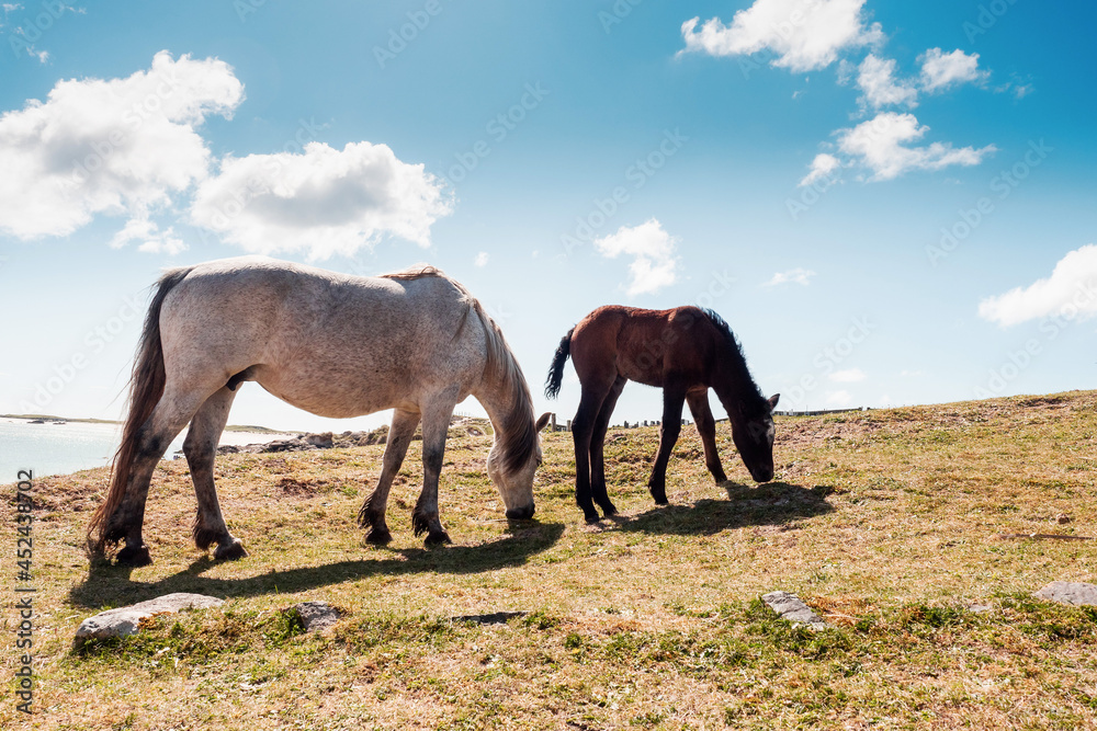 Beautiful white horse and black foal in a field on a bright sunny day Beautiful white horse and black foal in a field on a bright sunny day