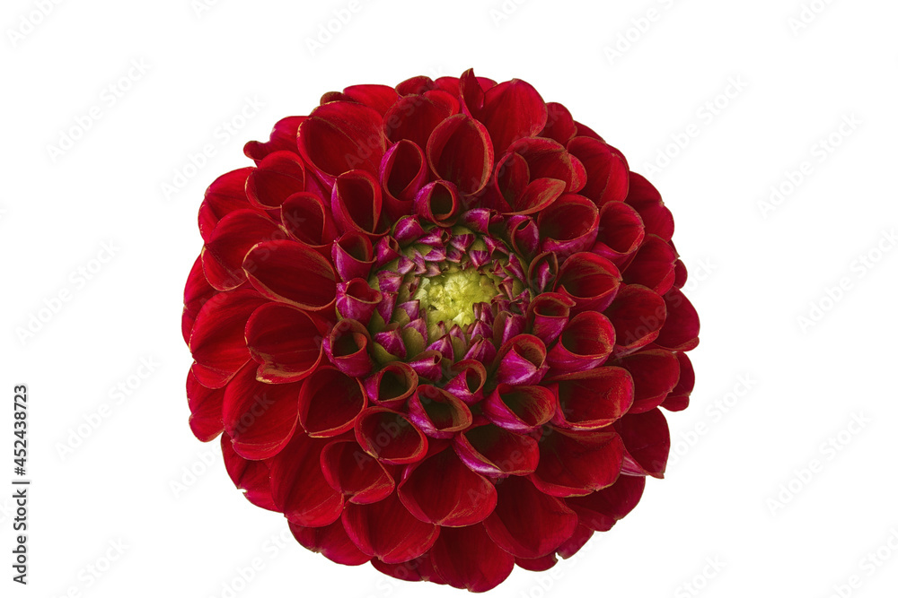 red dahlia flower beautiful and delicate on a white background red dahlia flower beautiful and delicate on a white background