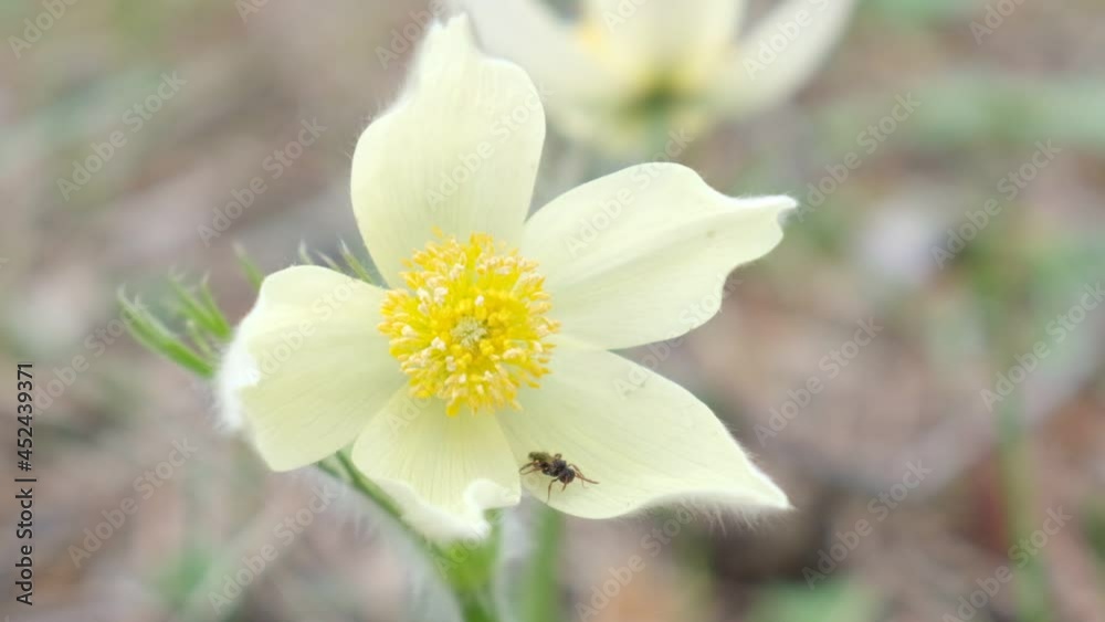 First spring white flowers of anemone in the forest First spring white flowers of anemone in the forest