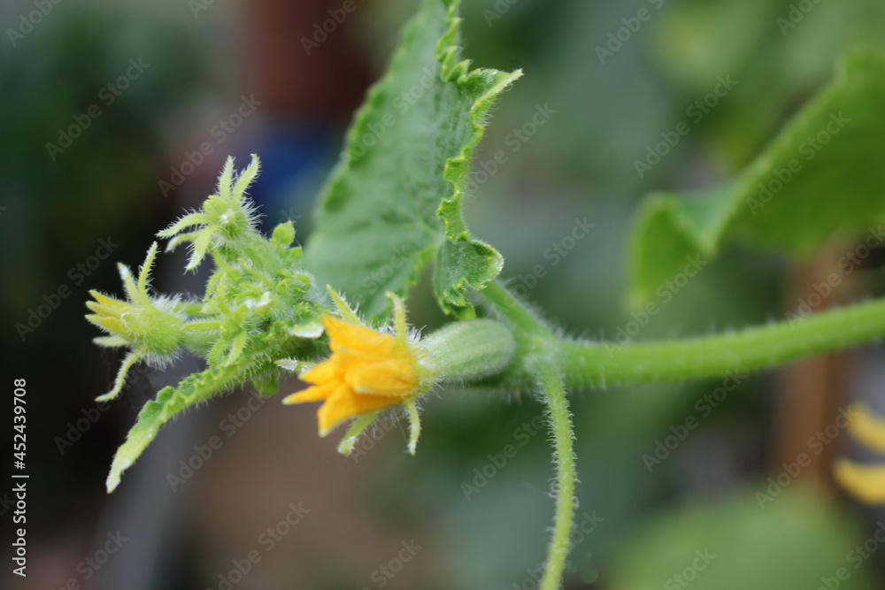 beautiful green cucumber growing on a green bush in the garden beautiful green cucumber growing on a green bush in the garden