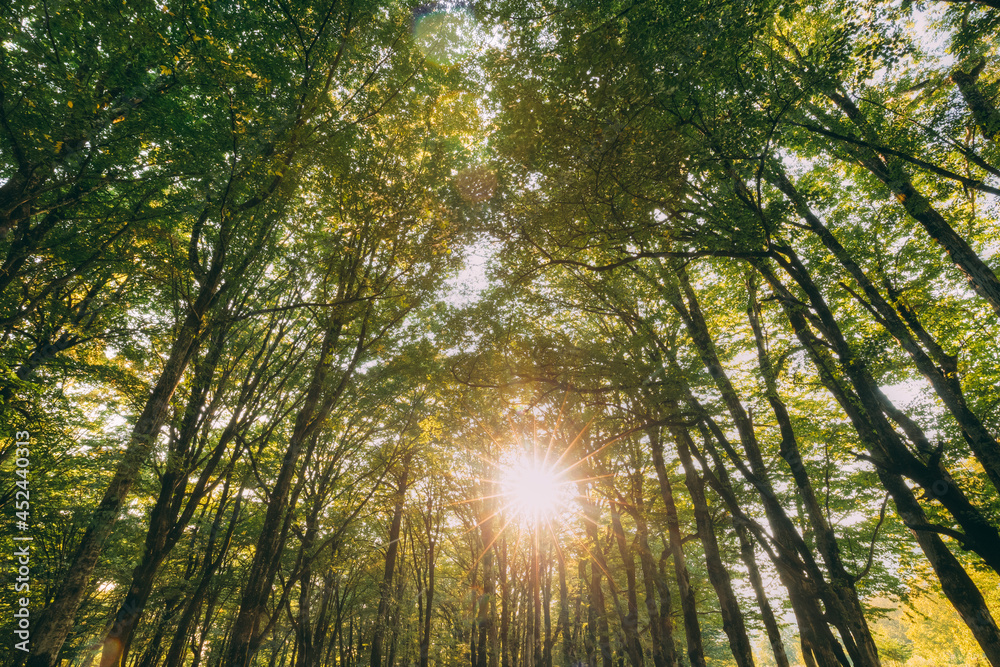 Obraz premium Summer Forest Trees Woods Canopy. Bottom View Wide Angle Background. Sun Shining Through Greenery Foliage In Green Forest