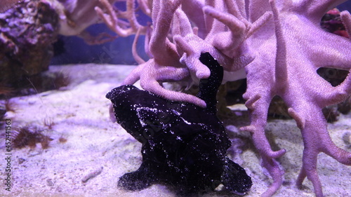 black fish caught by the Thin Finger Leather Coral design for Catch with one's hands concept  close-up photo