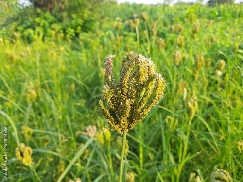 Eleusine coracana or finger millet plants. It is called Ragi and madua in India and Kodo in Nepal. It  is an annual herbaceous plant. Its widely grown as a cereal crop in the in Africa and Asia. photo