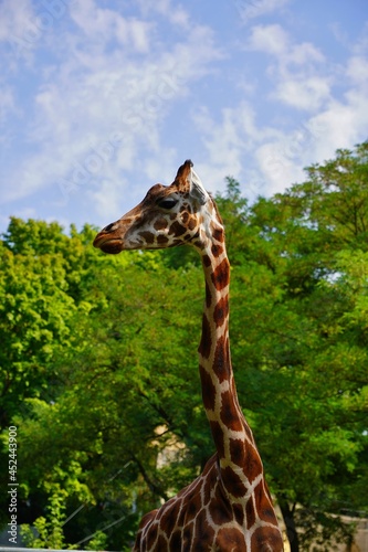 Giraffe camelopardalis - young giraffe in zoo