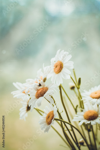 Bright beautiful daisies on a windowpane