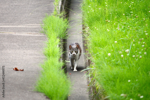 道路の側溝の中を歩いて来る白とグレーの子供の野良猫