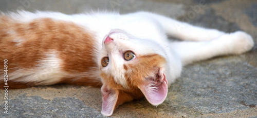 Sich wohlig am Boden räkelndes, weißes Katzenjunges mit roten Ohren photo