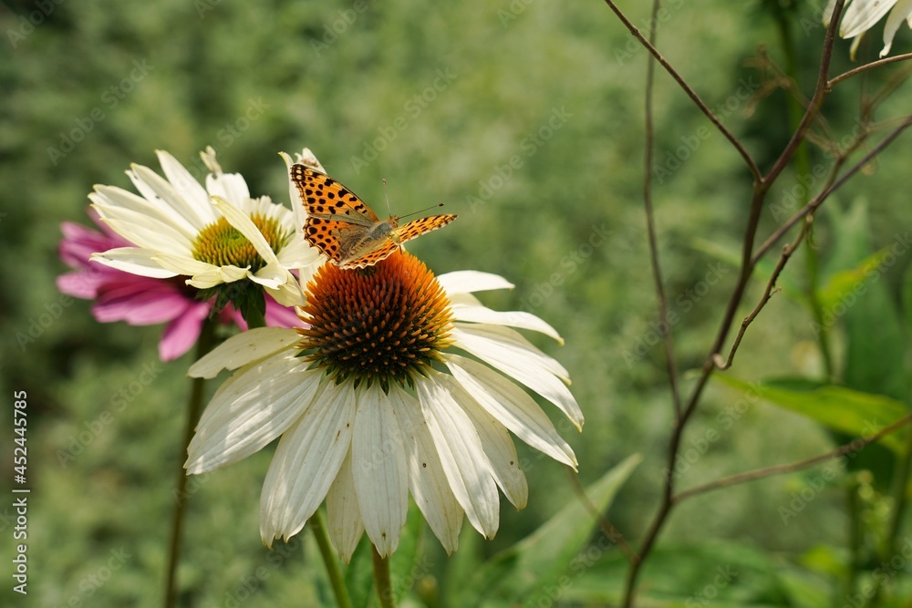Obraz premium Echinacea purpurea - pink coneflower flower and butterfly - soft focus