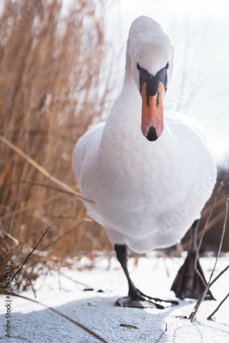 Swan in wintertimes. photo